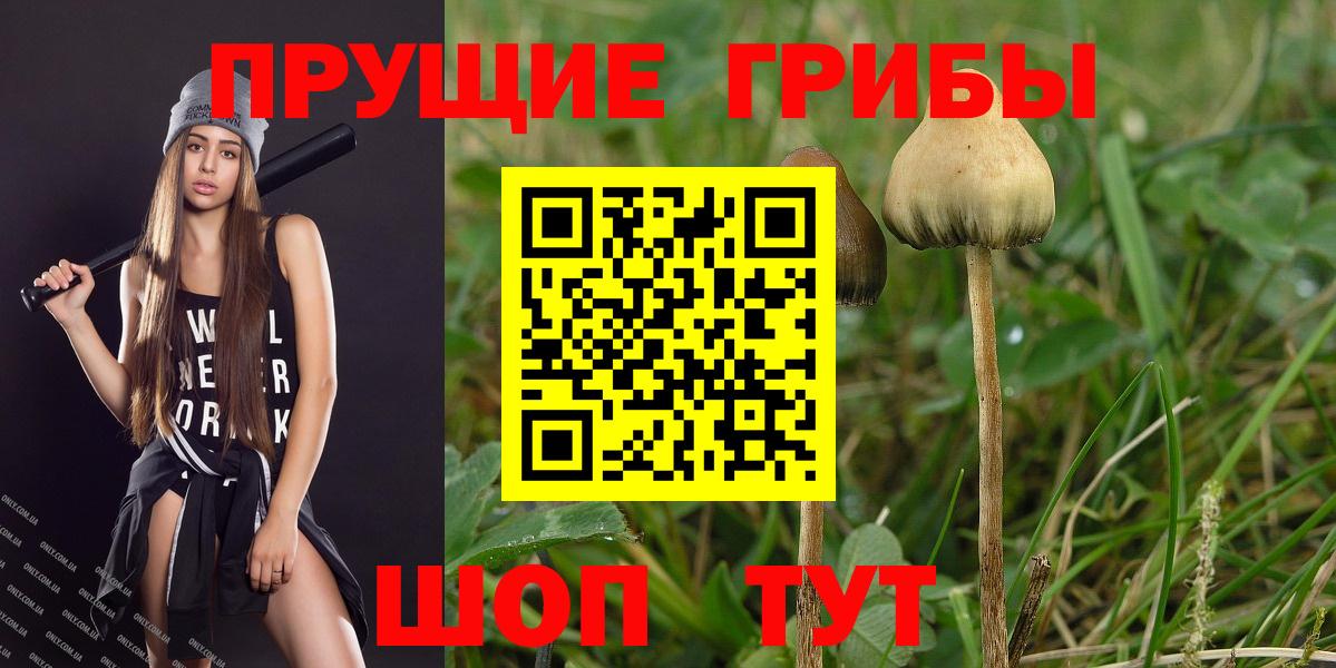 Новочебоксарск  Псилоцибиновые грибы Psilocybe  где купить   Псилоцибиновые грибы Psilocybe  Вход с VPN 
